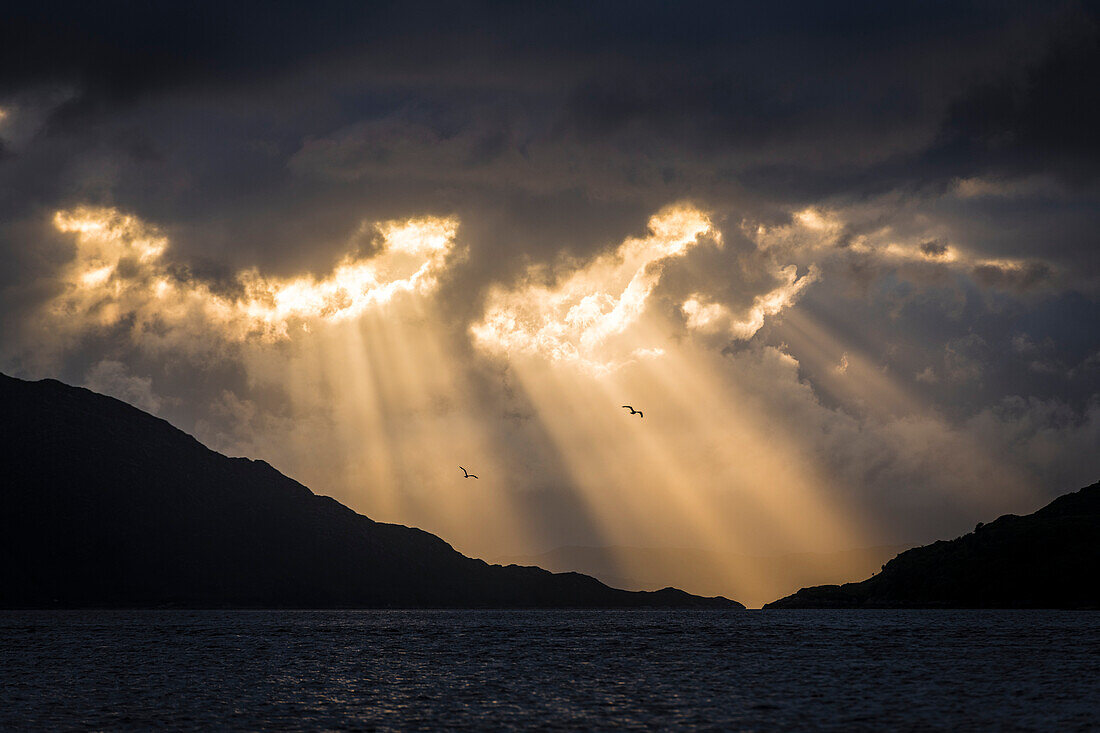 Silhouette der Berge und über das Wasser fliegende Heringsmöwen (Larus argentatus) bei Sonnenuntergang nahe Kylesmorar; Mallaig, Schottland