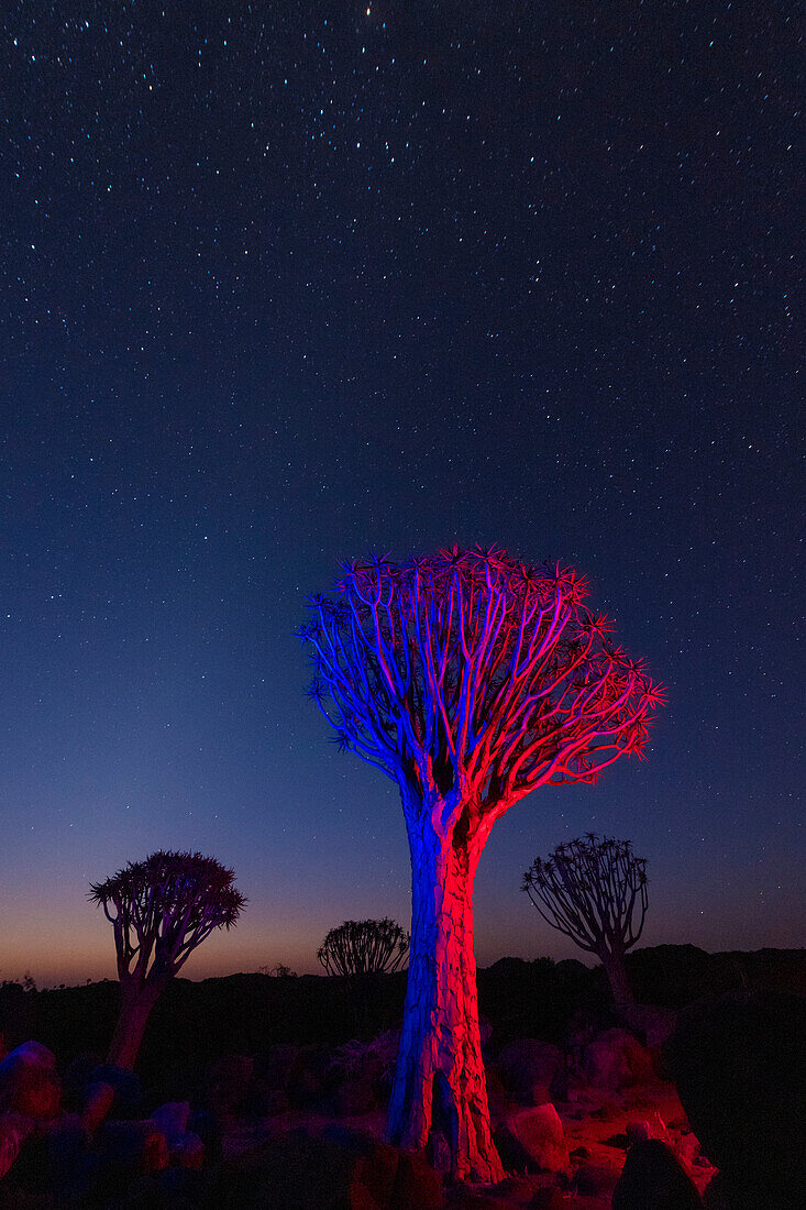 Köcherbäume (Aloidendron dichotomum) unter dem Sternenhimmel im Köcherbaumwald, nahe Keetmanshoop; Gariganus, Karas Region, Namibia