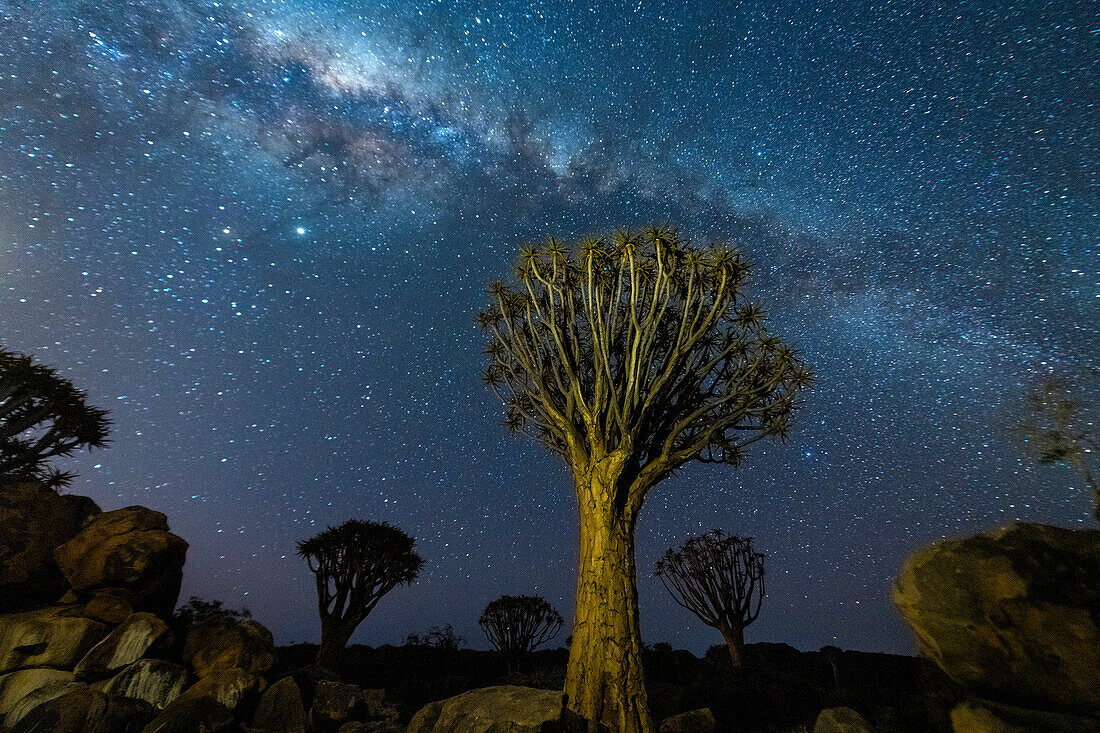 Köcherbäume (Aloidendron dichotomum) und die Milchstraße; Kunene Region, Namibia