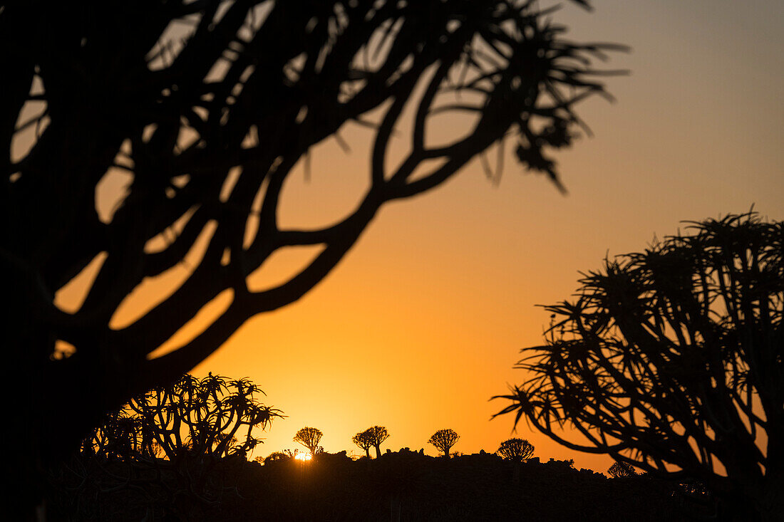 Morgendämmerung im Köcherbaumwald mit Silhouette der Köcherbäume (Aloidendron dichotomum) und goldenem Sonnenaufgang, nahe Keetmanshoop; ?Karas Region, Namibia