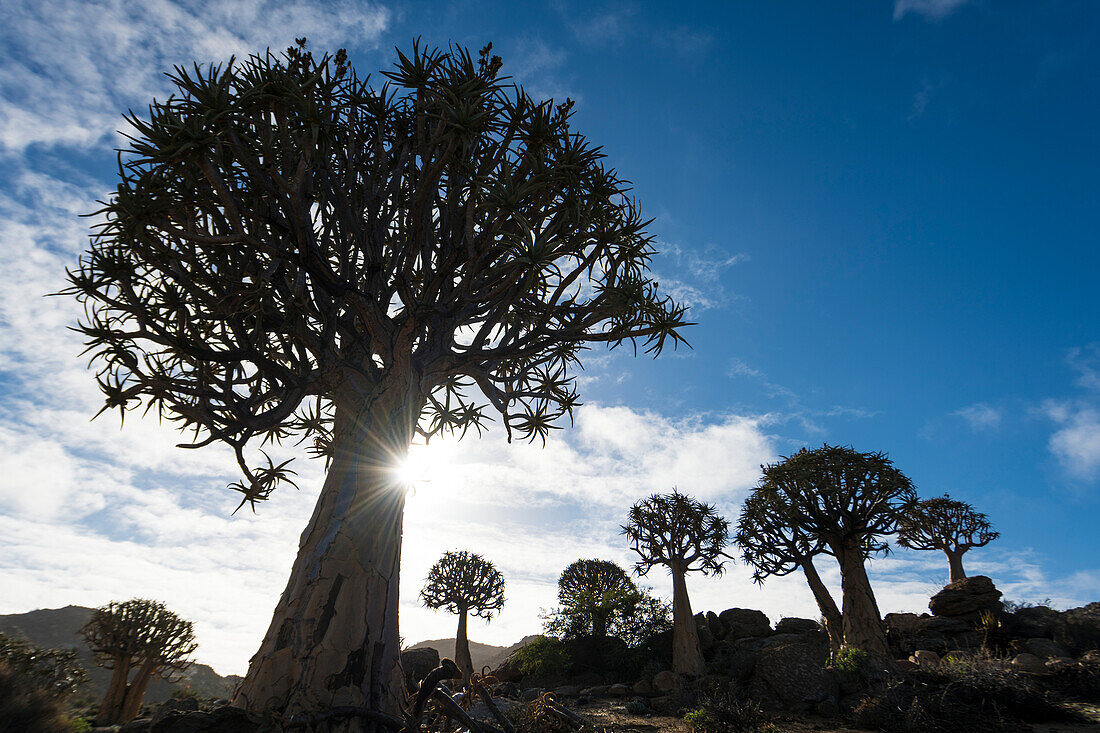 Köcherbäume (Aloidendron dichotomum) in der Morgendämmerung im Geogap Naturreservat bei Springbok im Namaqualand; Nordkap, Südafrika