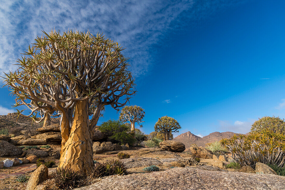 Köcherbäume (Aloidendron dichotomum) im Geogap Nature Reserve bei Springbok im Namaqualand; Nordkap, Südafrika