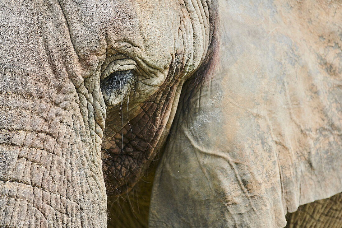 Afrikanischer Buschelefant (Loxodonta africana), Porträt, in Gefangenschaft; Tschechische Republik