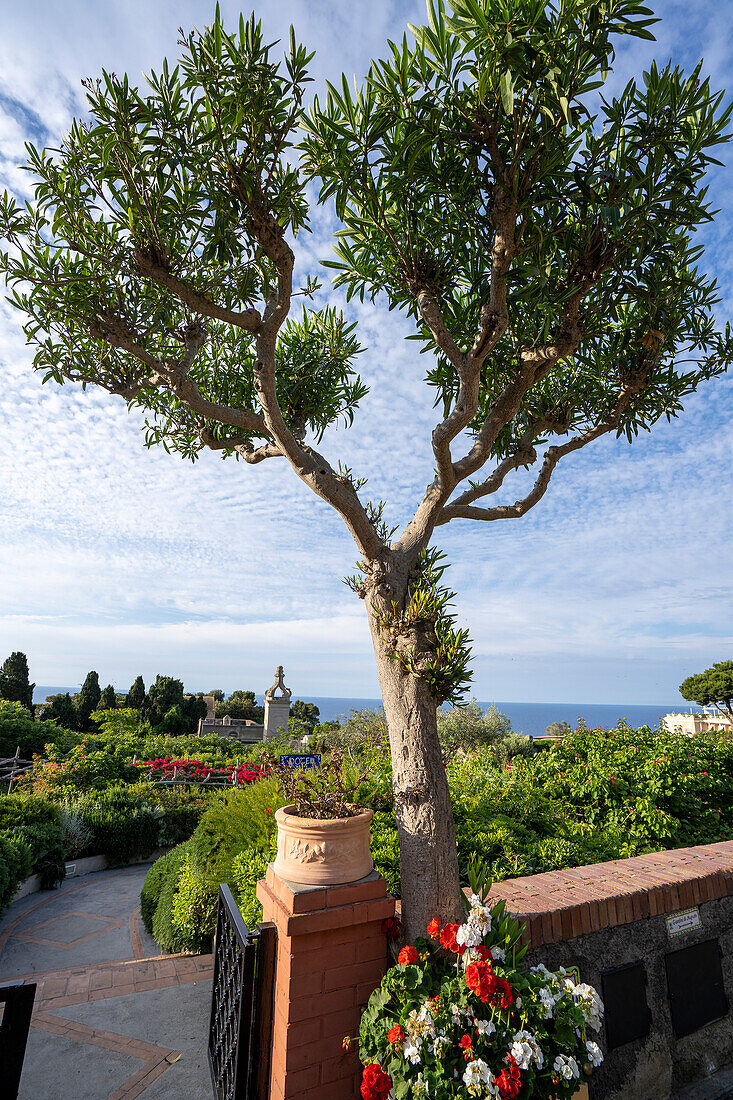 Capri Town, garden walkway and terrace views overlooking the Tyrrhenian Sea coastline on a plateau like a saddle high above the sea with the island's port, Marina Grande below; Naples, Capri, Italy