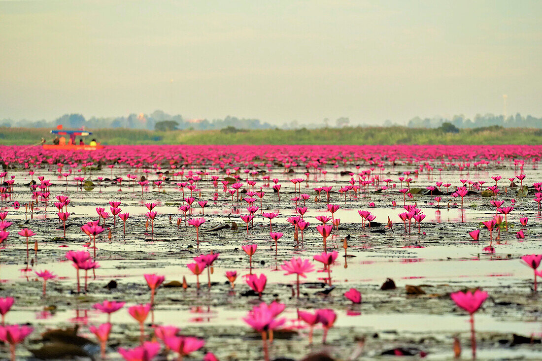 Pink water lilies (Nymphaeaceae) blooming on the lake with travelers on a boat tour enjoying the view in the distance; Red Lotus Lake, Chiang Haeo, Thailand