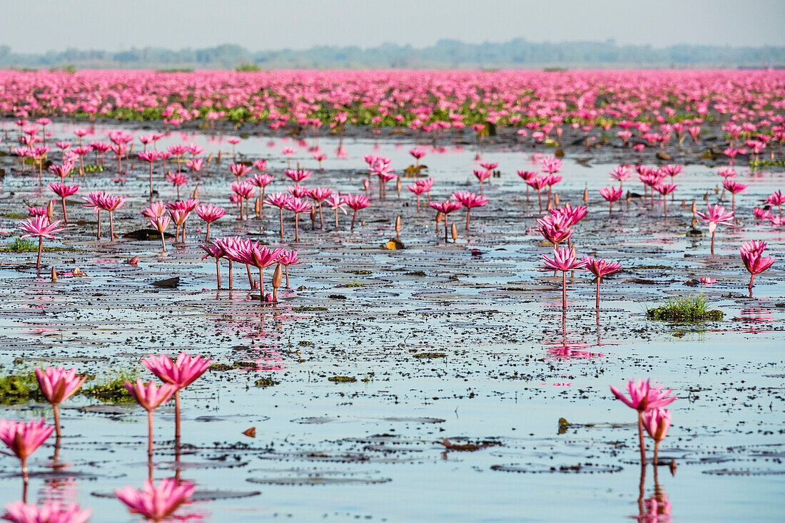 Pink water lilies (Nymphaeaceae) in full bloom; Pink Water Lilies Lake, Udon Thani, Thailand