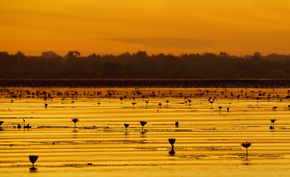 Silhouette of water lilies at twilight; Pink Water Lilies Lake, Udon Thani, Thailand