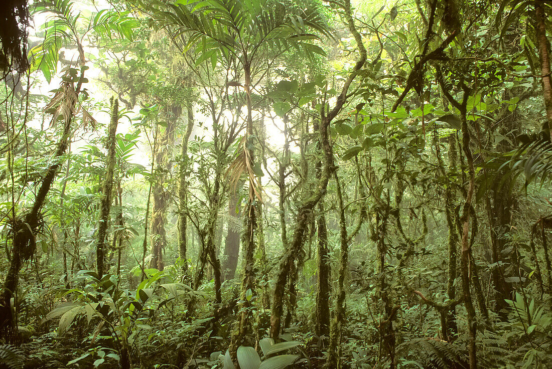 Bäume und Reben im Nebel des Monteverde-Regenwaldes; Monteverde Cloud Forest Reserve, Costa Rica
