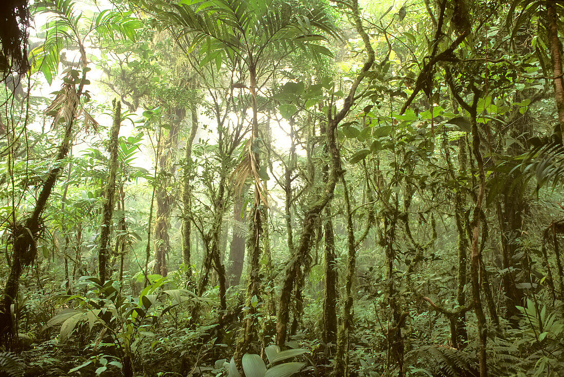 Trees and vines in the mist of the Monteverde rainforest.; Monteverde Cloud Forest Reserve, Costa Rica