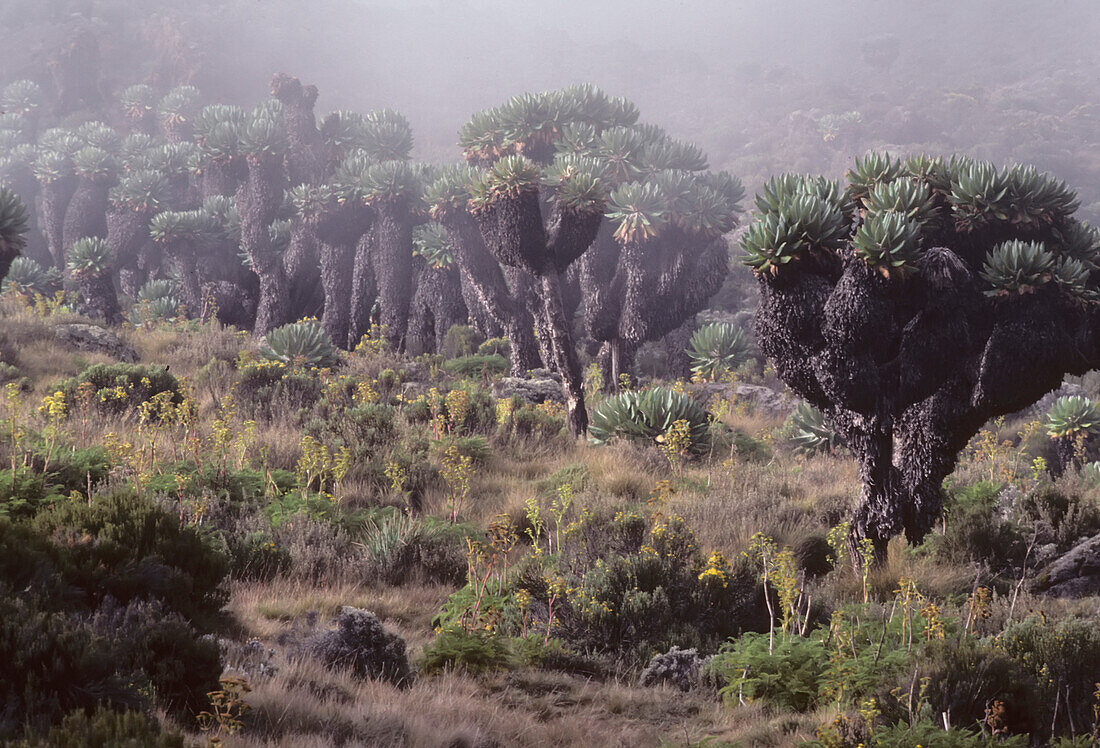 Lalibela trees on the slope of Mount Kilimanjaro, East Africa; Mount Kilimanjaro, Kenya, Tanzania