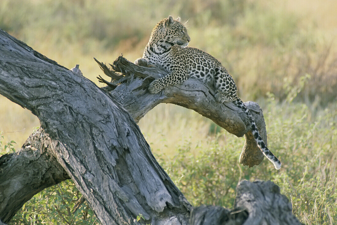 Ein Leopard hockt auf einem abgebrochenen Ast im Serengeti National Park; Serengeti, Tansania, Afrika.