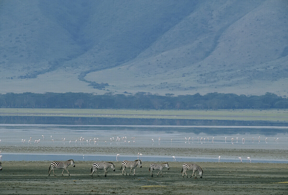 Zebras und rosa Flamingos, Ngorongoro-Krater, Tansania; NGORONGORO-KRATER, TANSANIA.