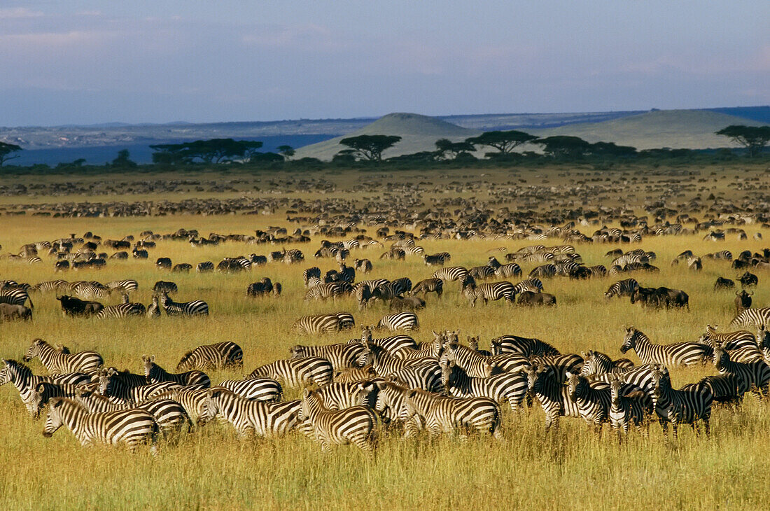 Herds of zebra and wildebeest on the Serengeti.; Serengeti National Park, Tanzania, Africa.