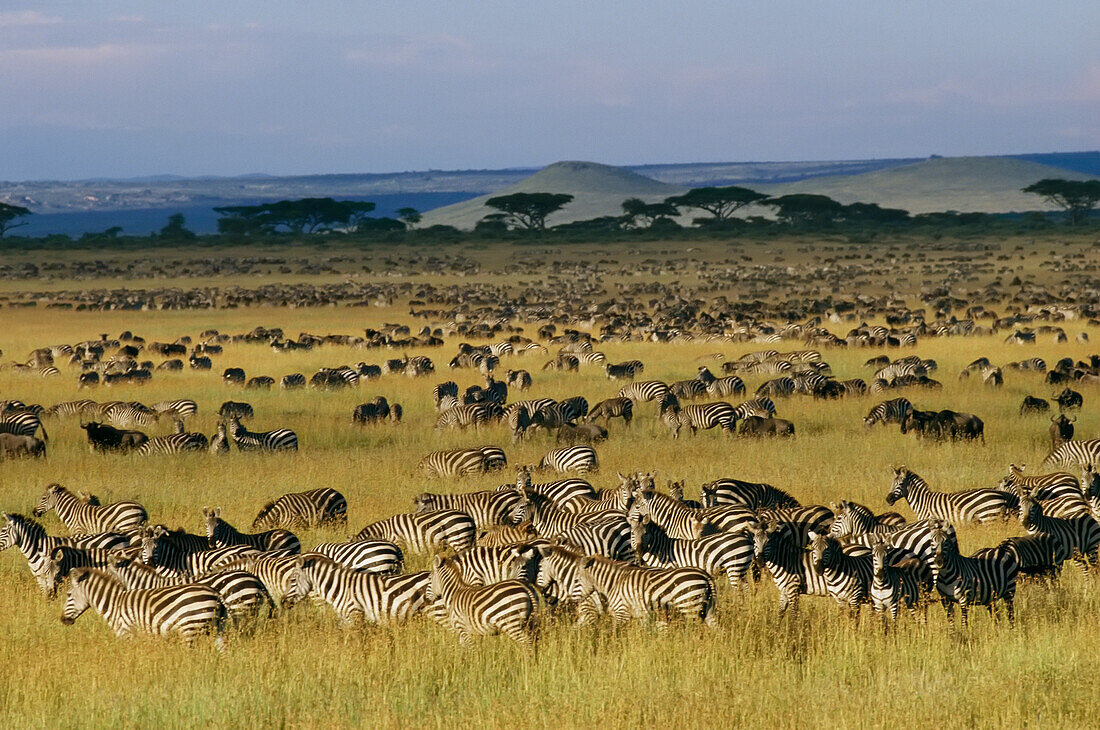 Zebra- und Gnuherden in der Serengeti; Serengeti National Park, Tansania, Afrika.