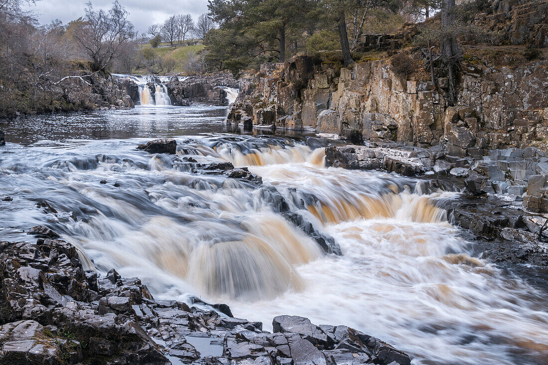 A fast flowing River Tees drops over multiple falls in northern England; Low Force, Teesdale, England