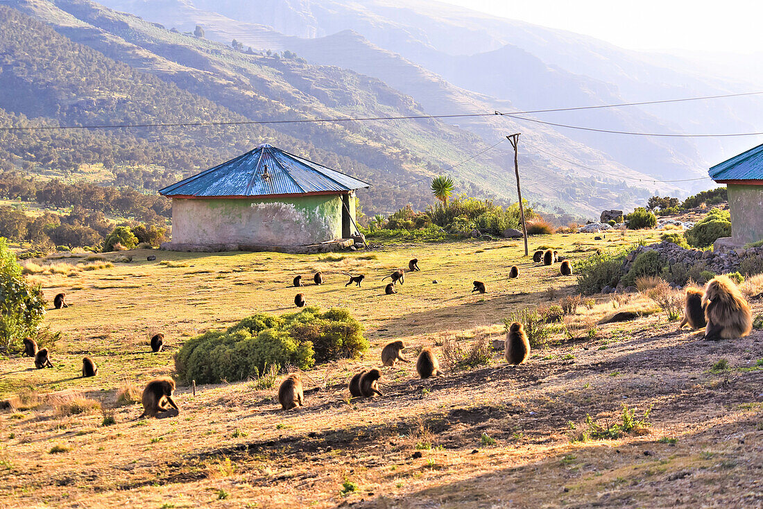 Herde von Gelada (Theropithecus gelada), Herzgesicht-Affen, auf einem Feld um Gebäude in einem Bergdorf; Äthiopien