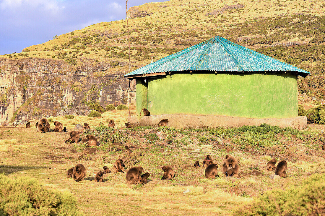 Herde von Gelada (Theropithecus gelada), blutenden Herzaffen, in einem Feld um ein afrikanisches Rundhüttengebäude am Berghang; Äthiopien