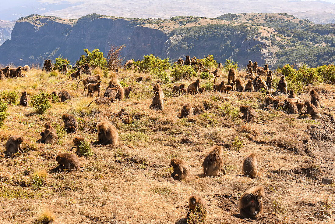 Herd of gelada (Theropithecus gelada), bleeding-heart monkeys, sitting in a field on a mountaintop searching for food; Ethiopia