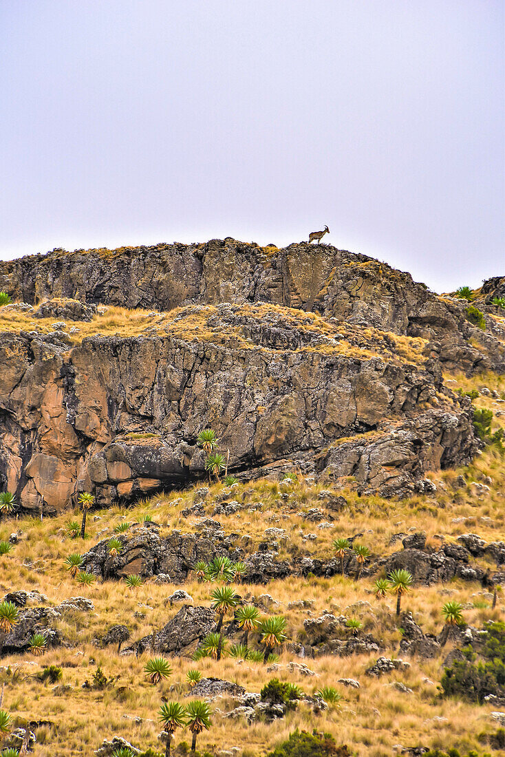 Wild goat standing on top of a cliff in the Simen Mountains in Northern Ethiopia; Ethiopia