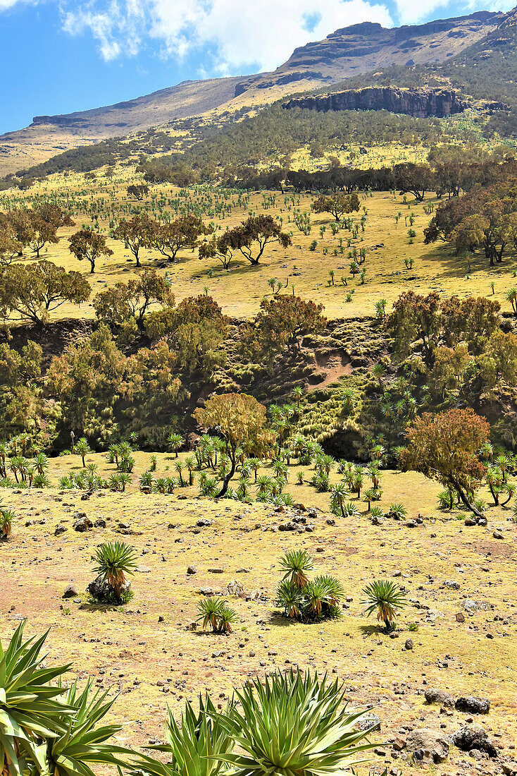 Berggipfel und Baum- und Pflanzenfeld im Simien Mountains National Park in Nordäthiopien; Äthiopien