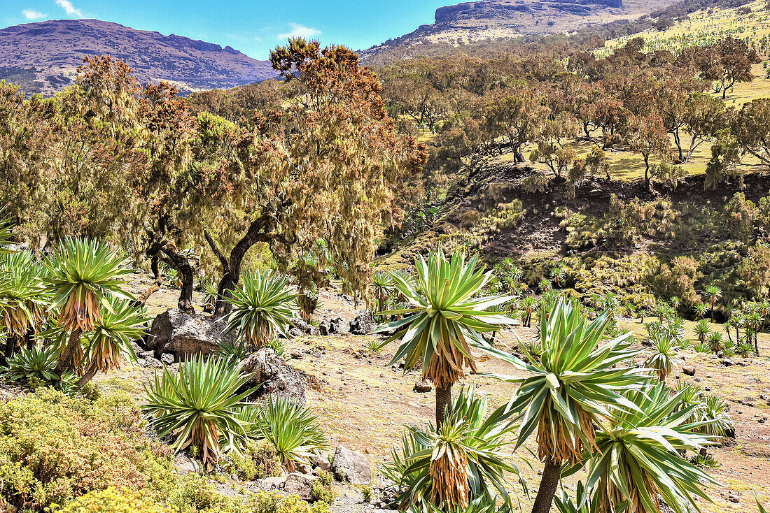Field of trees and plants in the Simien Mountains National Park in Northern Ethiopia; Ethiopia