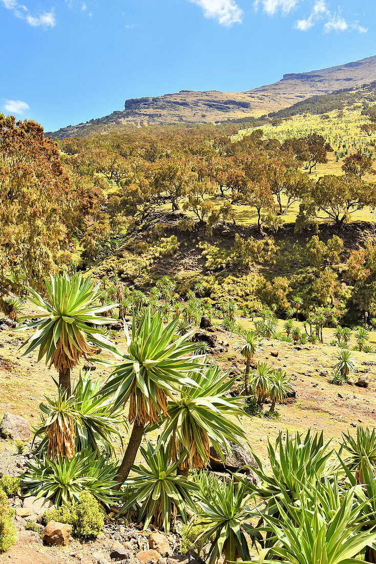 Field of trees and plants in the Simien Mountains National Park in Northern Ethiopia; Ethiopia