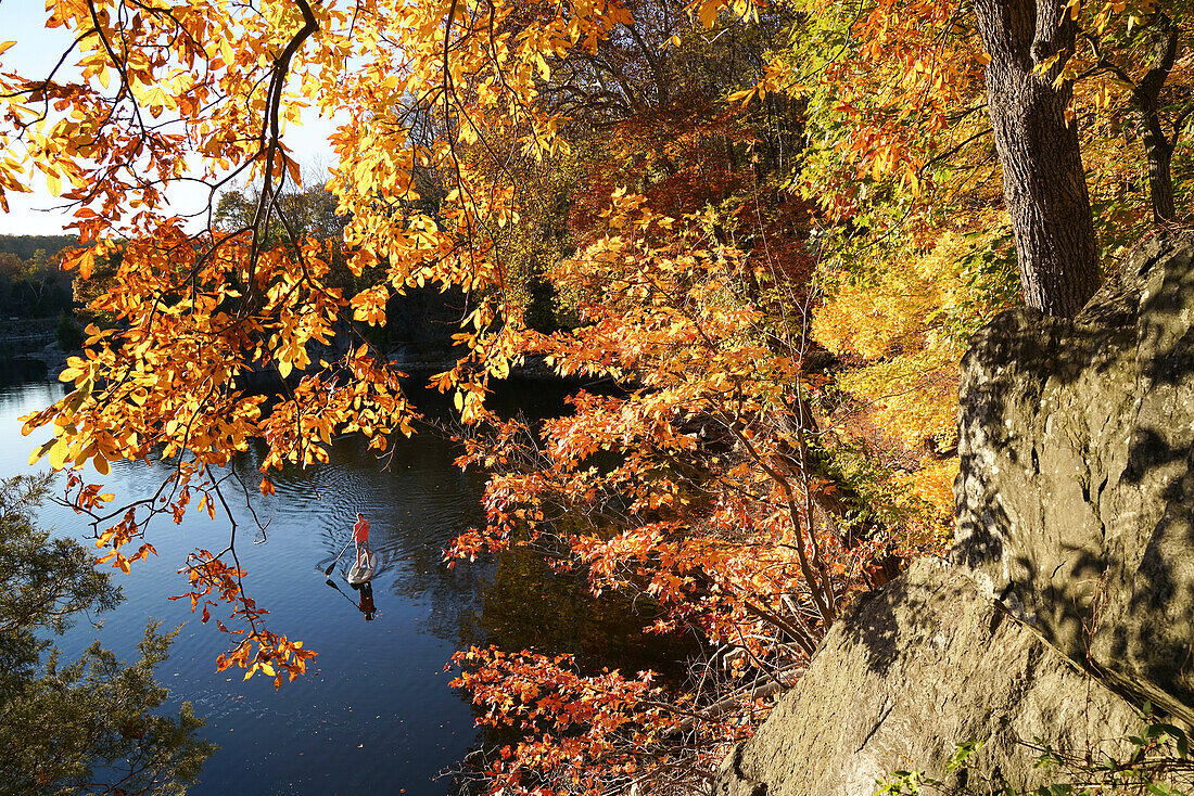 Ein Fünfzehnjähriger paddelt mit seinem SUP durch das leuchtende Herbstlaub auf dem Widewater-Abschnitt des Chesapeake And Ohio Canal; Potomac, Maryland.