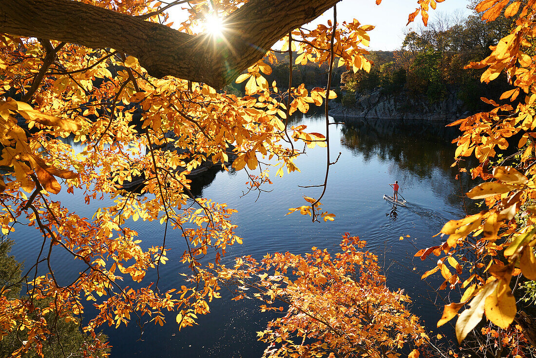 Ein Fünfzehnjähriger paddelt mit seinem SUP durch das leuchtende Herbstlaub auf dem Widewater-Abschnitt des C&O Canal; Potomac, Maryland.