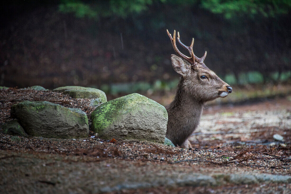 Sika deer (Cervus nippon) on the island of Miyajima, also known as Itsukushima.  More than a thousand of the deer live on the island, wandering in search of food and attracting attention of tourists; Hiroshima, Japan