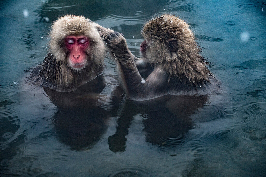 A pair of Japanese Macaque Monkeys (Macaca fuscata), often referred to as Snow Monkeys, sitting in the hot spring water together in the Jigokudani Monkey Park at the base of Joshinetsu Kogen National Park; Shimotakai District, Nagano Prefecture, Japan