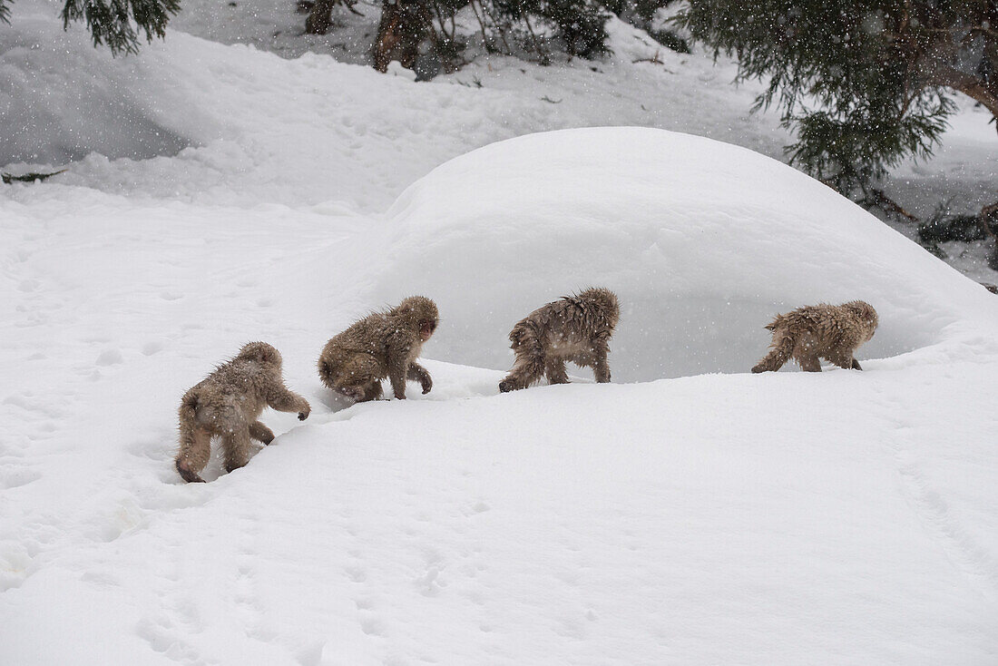 Ein Trupp Japanischer Makaken (Macaca fuscata), oft auch als Schneeaffen bezeichnet, spaziert in einer Reihe durch die Schneelandschaft im Jigokudani Affenpark am Fuße des Joshinetsu Kogen Nationalparks; Bezirk Shimotakai, Präfektur Nagano, Japan