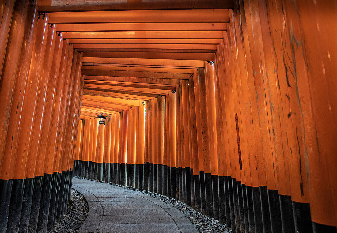About 1,000 torii gates line the main path to Fushimi Inari-taisha, the head shrine of the kami Inari, located in Fushimi-ku, Kyoto. The rows of torii gates are known as Senbon Torii. The custom to donate a torii began spreading from the Edo period (1603 – 1868) to have a wish come true or in gratitude for a wish that came true; Kyoto, Kyoto Prefecture, Japan