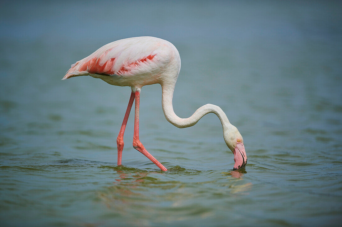 Ein Großer Flamingo (Phoenicopterus roseus) in freier Wildbahn, im Wasser stehend im Parc Naturel Regional de Camargue; Camargue, Frankreich