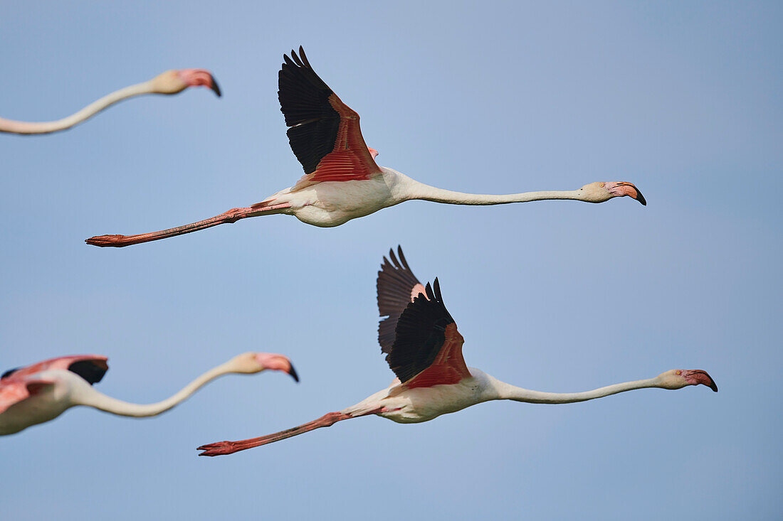Große Flamingos (Phoenicopterus roseus) in freier Wildbahn, in der Luft vor blauem Himmel im Parc Naturel Regional de Camargue; Camargue, Frankreich