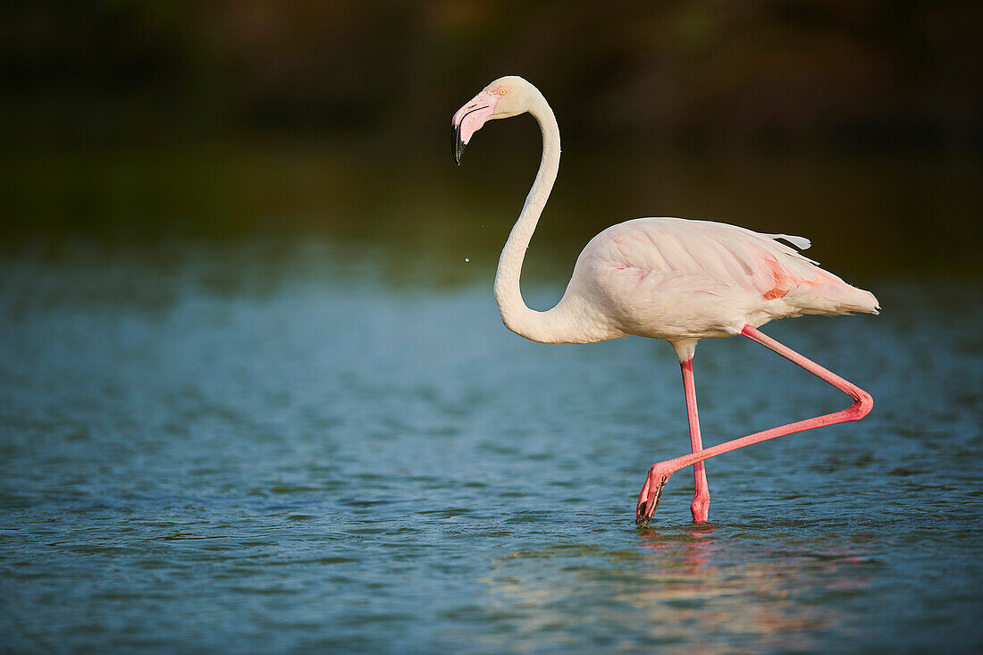 Ein Großer Flamingo (Phoenicopterus roseus), im Wasser stehend im Parc Naturel Regional de Camargue; Camargue, Frankreich