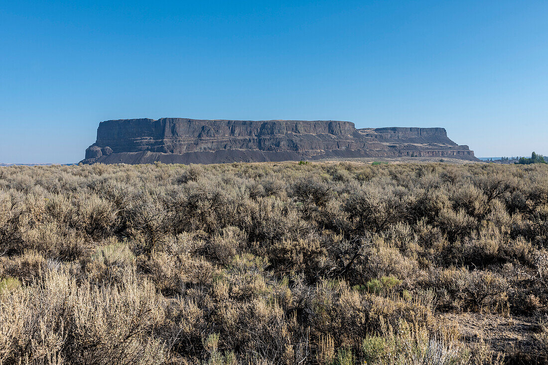 Steamboat Rock dominates the horizon across a field of sage plants in the Steamboat Rock State Park in Eastern Washington; Hartline, Washington, United States of America