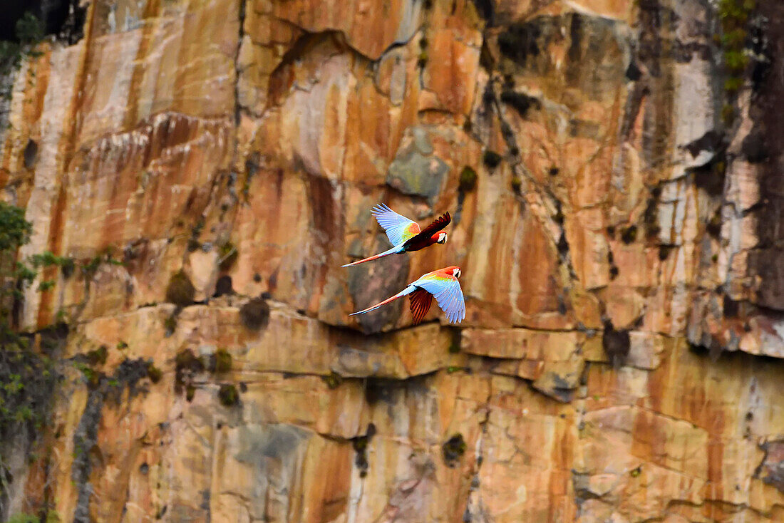 A pair of red and green Macaws in flight inside Sima Menore.; Gran Sabana, Venezuela.