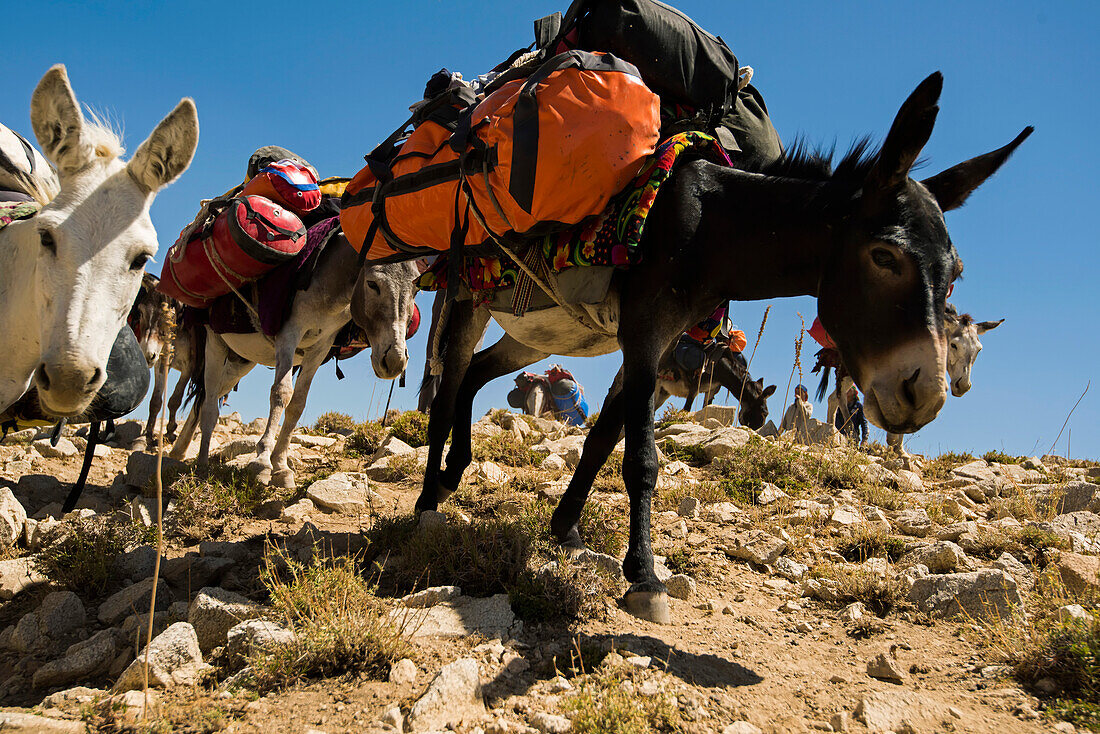 Ein internationales Expeditionsteam von Höhlenforschern wird auf Eseln durch das Boysuntov-Gebirge in Usbekistan transportiert; Usbekistan.