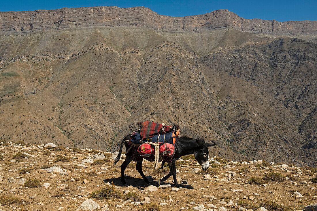Ein internationales Expeditionsteam von Höhlenforschern wird auf Eseln durch Usbekistans Boysuntov-Gebirge transportiert; Usbekistan.