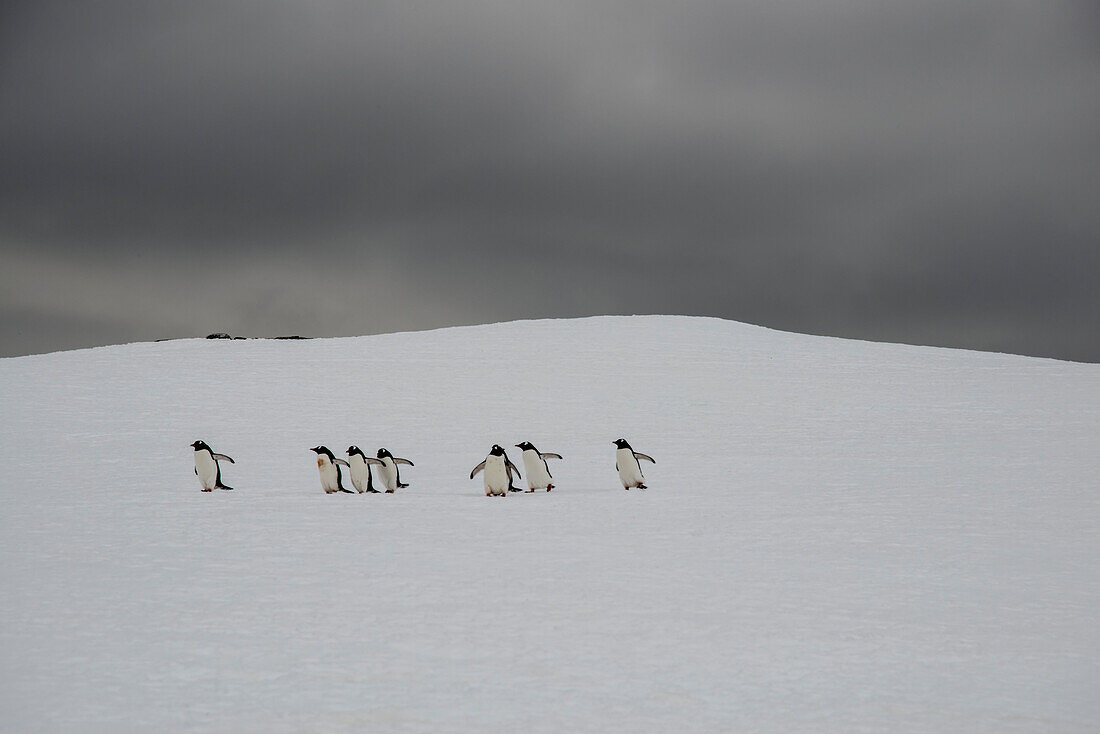 A group of gentoo penguins (Pygoscelis papua) make their way along the snow covered landscape under a stormy sky on Booth Island; Antarctica