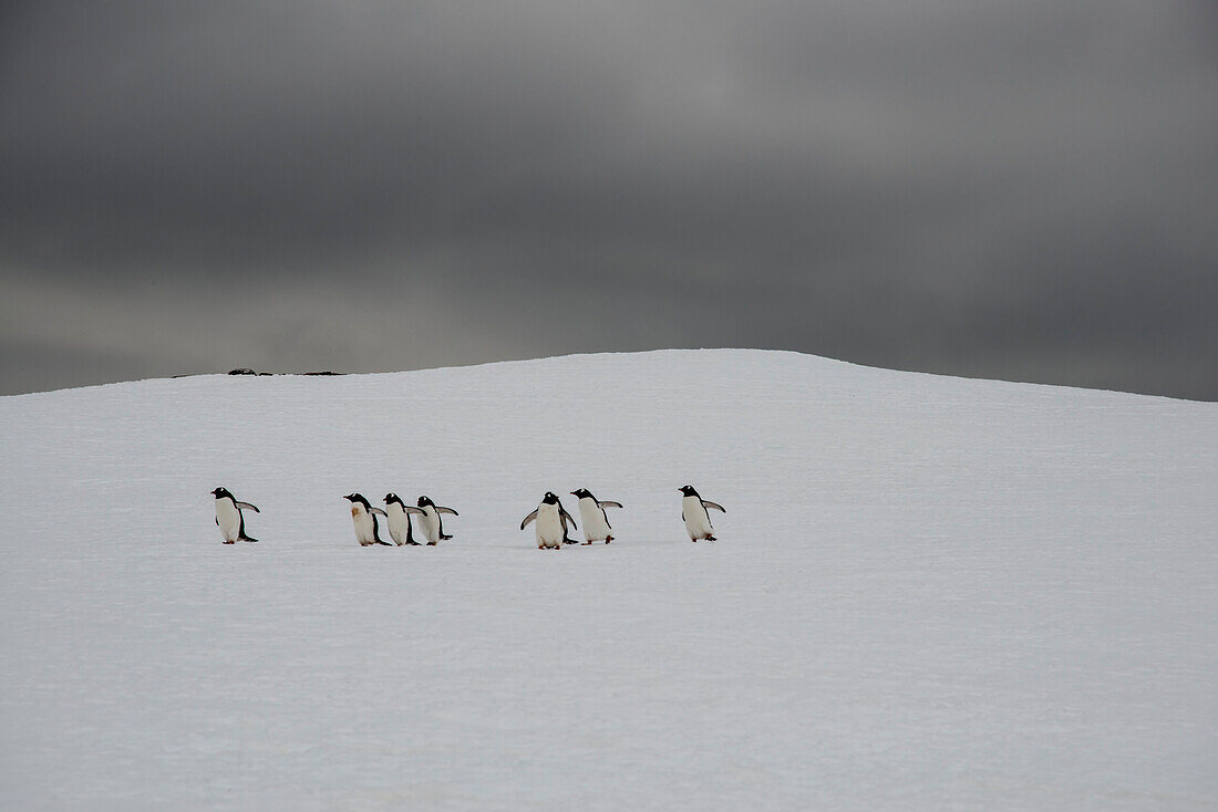 Eine Gruppe von Eselspinguinen (Pygoscelis papua) bahnt sich ihren Weg durch die schneebedeckte Landschaft unter einem stürmischen Himmel auf Booth Island; Antarktis