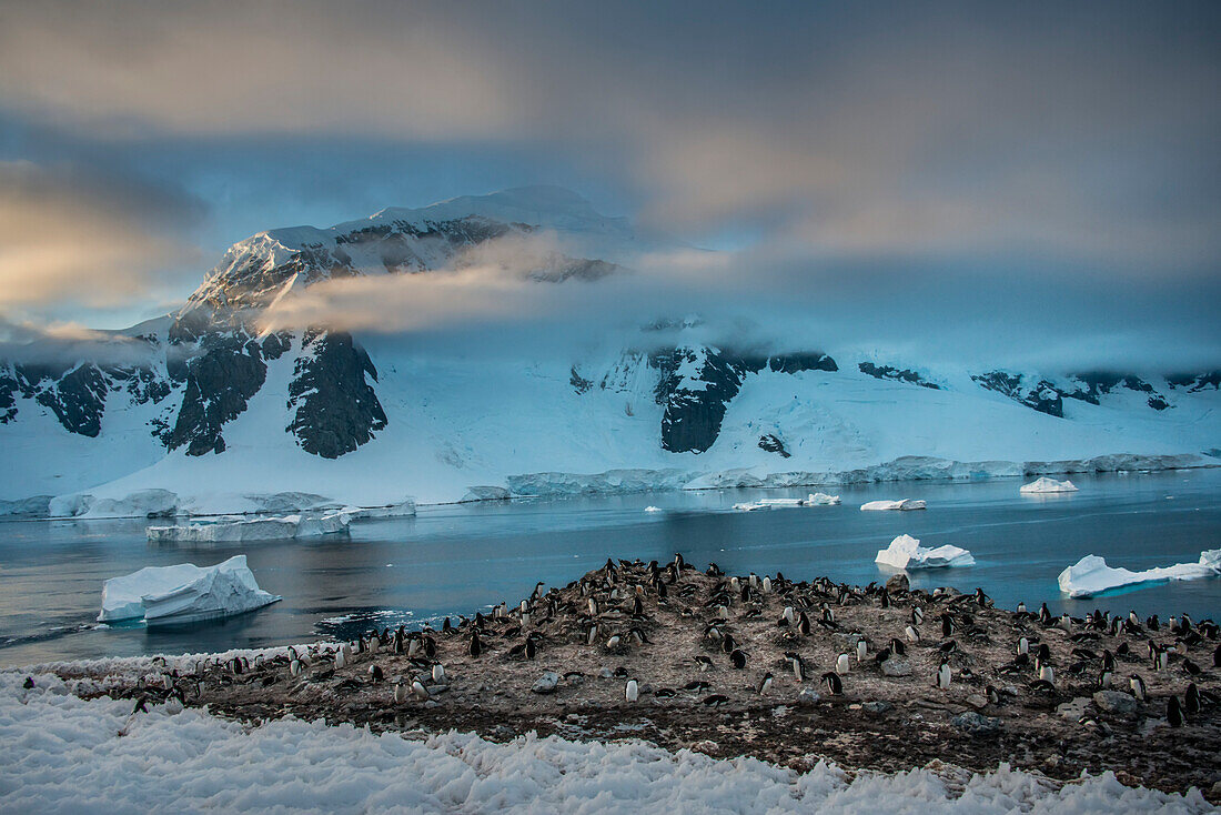 Eselspinguin (Pygoscelis Papua)-Kolonie auf der Darco-Insel in der Antarktis; Antarktis