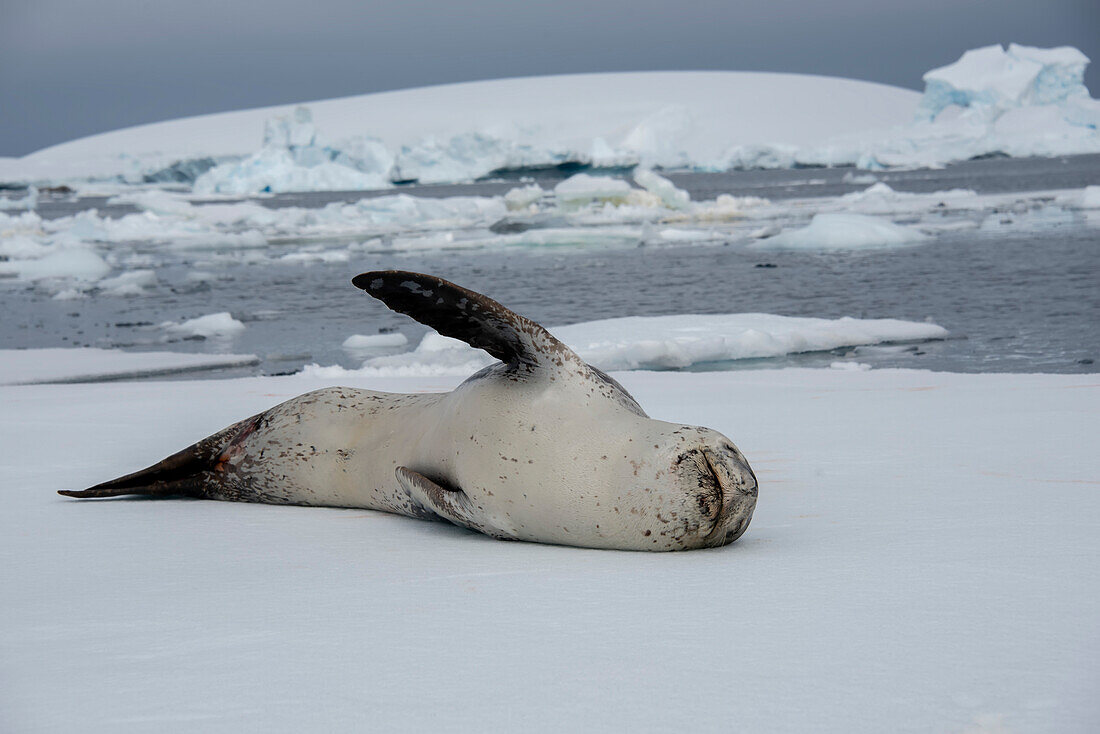 Portrait of leopard seal (Hydrurga leptonyx) resting on ice floe at Antarctica's Booth Island; Antarctica