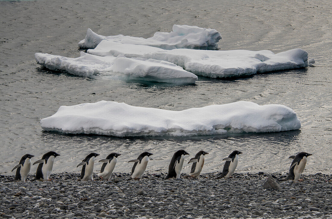 Parade von Adeliepinguinen (Pygoscelis adeliae) vorbei an Eisbrocken auf Brown's Bluff in der Antarktis; Antarktis