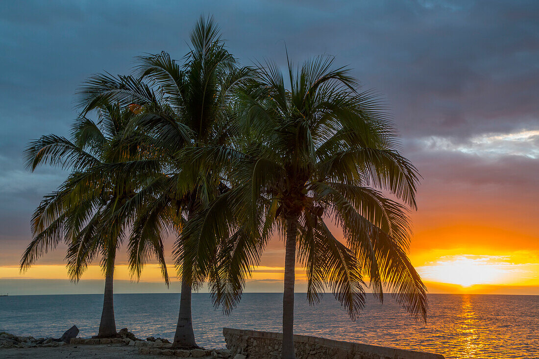Palmen umrahmen den Blick auf einen leuchtenden, goldenen Sonnenuntergang bei Celestun; Bundesstaat Yucatan, Mexiko