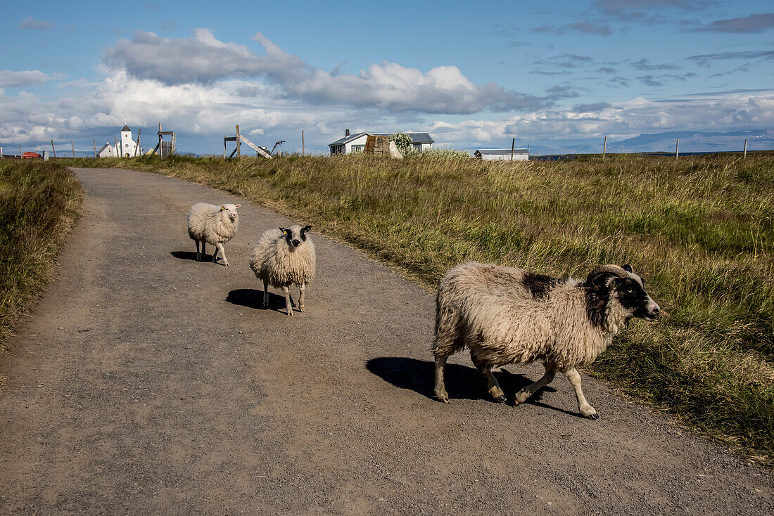 Schafe wandern auf einem unbefestigten Weg durch die Gemeinde auf der Insel Flatey, Teil einer Gruppe von etwa vierzig großen und kleinen Inseln und Inselchen in Brei??r im nordwestlichen Teil Islands; Westliche Inseln, Island