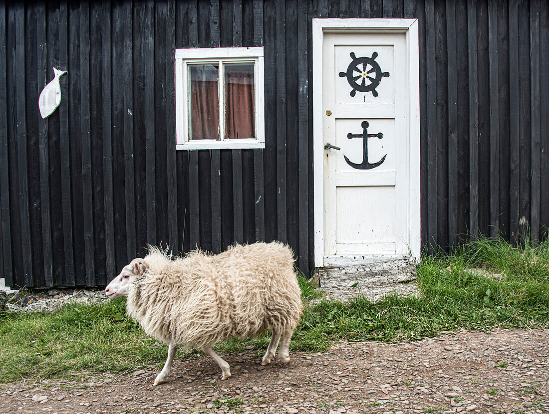 Schafe (Ovis aries), die an einem Bauernhaus in der isländischen Stadt auf der Insel Flatey vorbeigehen, die zu einer Gruppe von etwa vierzig großen und kleinen Inseln und Inselchen im Brei??r im nordwestlichen Teil Islands gehört; Westliche Inseln, Island
