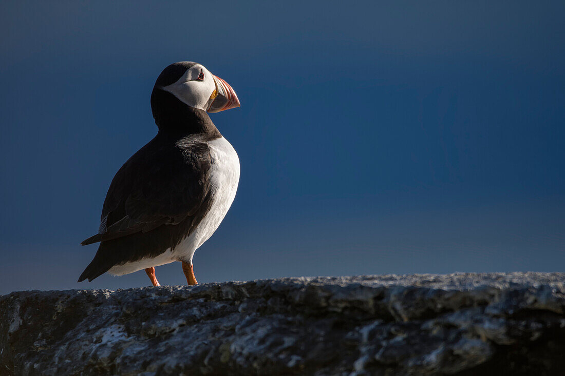 Portrait if a puffin (Fratercula) standing on a cliff on Vigur, the second largest island of the Ísafjarðardjúp Fjord in Westfjords, Iceland. Located just south of the Arctic Circle, the island is famous for its enormous colony of birdlife. Species here include puffins, eider ducks, arctic terns, black guillemots and razorbills; Vigur, Westfjords, Iceland