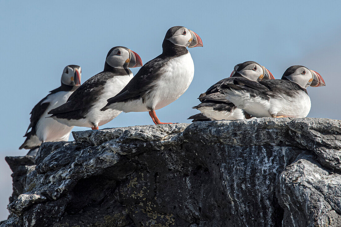 Portrait of a group of puffins (Fratercula) on a cliff on Vigur Island, the second largest island of the Ísafjarðardjúp Fjord in Westfjords, Iceland. Located just south of the Arctic Circle, the island is famous for its enormous colony of birdlife. Species here include puffins, eider ducks, arctic terns, black guillemots and razorbills; Vigur, Westfjords, Iceland