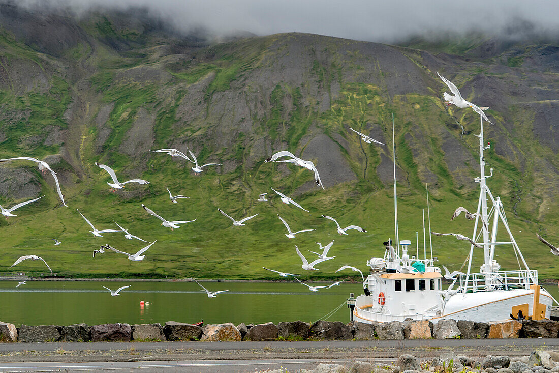 Seevögel fliegen über das Ufer und suchen nach Fischresten, die von den Fischerbooten im Hafen von Siglufj?r, einer kleinen Fischerstadt mit etwa 1300 Einwohnern, an einem schmalen Fjord gleichen Namens an der Nordküste Islands, übrig geblieben sind. Der Ort ist durch die Heringsindustrie entstanden, die inzwischen zurückgegangen ist. Hier befindet sich das preisgekrönte The Hering Era Museum, Islands größtes maritimes Museum; Siglufjordur, Nordostregion, Island